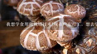 我想学食用菌栽培技术!现在广东打工，想去学食用菌栽培技术，可不知上哪去学。