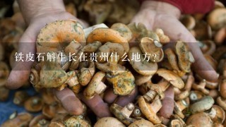 铁皮石斛生长在贵州什么地方？