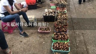 花椒树什么时修剪好？