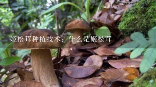 姬松茸种植技术：什么是姬松茸