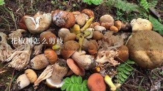 花椒树怎么剪枝