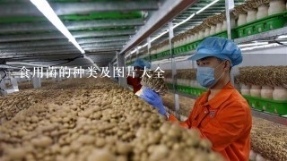 食用菌的种类及图片大全