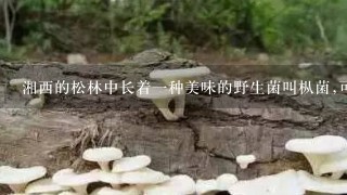 湘西的松林中长着1种美味的野生菌叫枞菌,可以人工培育吗