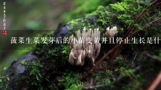 菠菜生菜发芽后的小苗变黄并且停止生长是什么原因呢？