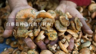 白蘑菇种植投资与利润？