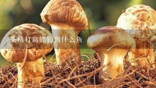 茶枯打窝能钓到什么鱼