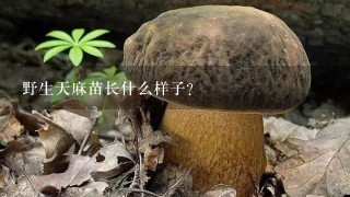 野生天麻苗长什么样子？