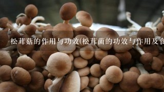 松茸菇的作用与功效(松茸菌的功效与作用及食用方法)