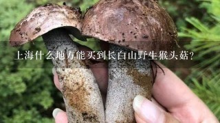 上海什么地方能买到长白山野生猴头菇？