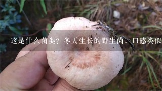 这是什么菌类？冬天生长的野生菌，口感类似金针菇。