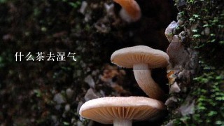 什么茶去湿气