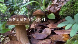 6榕菇茶树菇有什么区别