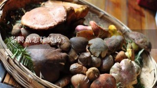 茶树菇怎样煲汤?