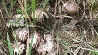 茶树菇焖豆腐