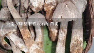 云南省哪里有铁皮石斛苗卖