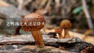 老鸭汤上火还是降火