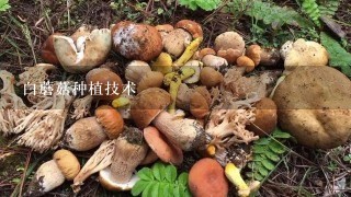 白蘑菇种植技术