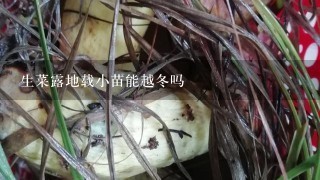 生菜露地载小苗能越冬吗