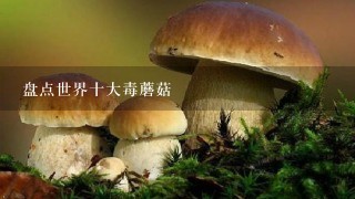 盘点世界十大毒蘑菇