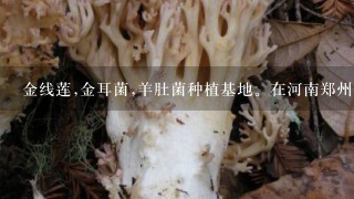 金线莲,金耳菌,羊肚菌种植基地。在河南郑州吗?