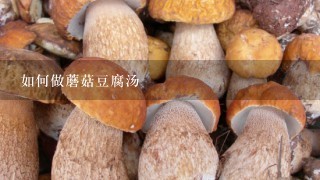 如何做蘑菇豆腐汤