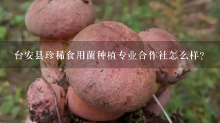 台安县珍稀食用菌种植专业合作社怎么样？