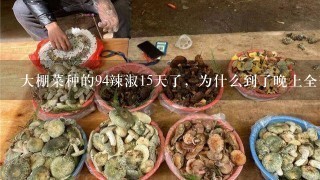 大棚菜种的94辣淑15天了，为什么到了晚上全部叶子向下垂？