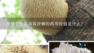 沙荆有什么功效沙棘的药用价值是什么？