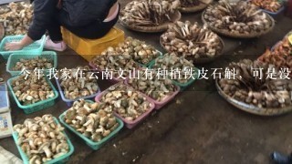 今年我家在云南文山有种植铁皮石斛，可是没人来收购，当地大部分人家的也没卖出去？难道这是一个骗局吗？