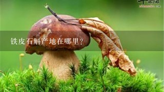 铁皮石斛产地在哪里？