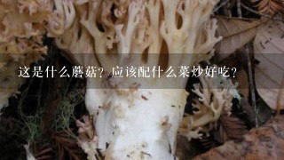 这是什么蘑菇？应该配什么菜炒好吃？