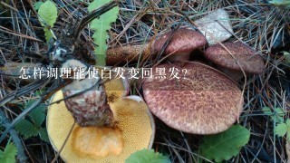 怎样调理能使白发变回黑发?