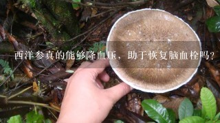 西洋参真的能够降血压，助于恢复脑血栓吗？