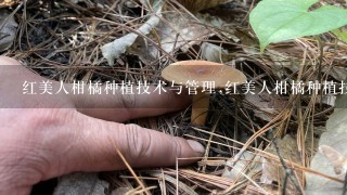 红美人柑橘种植技术与管理,红美人柑橘种植技术与管