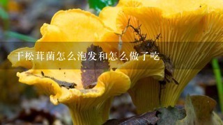 干松茸菌怎么泡发和怎么做了吃