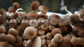 无毒野生菌的种类有哪些