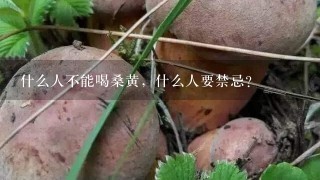 什么人不能喝桑黄，什么人要禁忌？