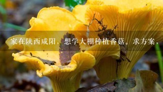 家在陕西咸阳，想学大棚种植香菇。求方案，带图片最好。