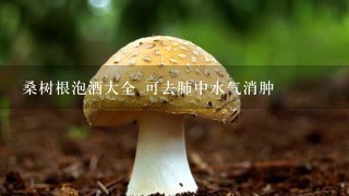 桑树根泡酒大全 可去肺中水气消肿