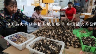中国最大香菇种植基地在哪里 中国最大香菇种植基地位置