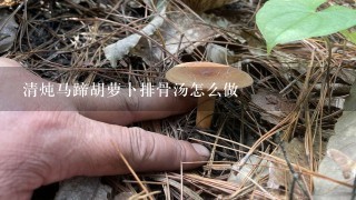 清炖马蹄胡萝卜排骨汤怎么做