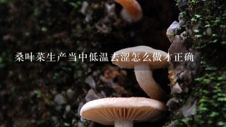 桑叶菜生产当中低温去涩怎么做才正确