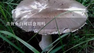 青鱼鱼白可以食用吗