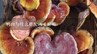 鸭肉与什么搭配汤才好喝