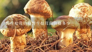 野生松茸价格野生松茸菌价格多少