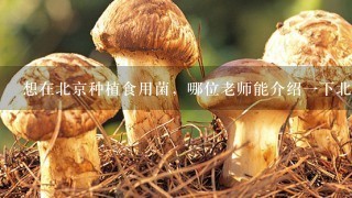 想在北京种植食用菌，哪位老师能介绍一下北京的种植和销售方面的现状?谢谢？