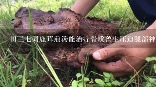 田37同鹿茸煎汤能治疗骨质曾生压迫腿部神经吗