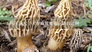 5味子枸杞子人参鹿茸鹿鞭泡酒的比例