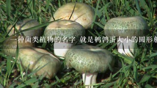 1种菌类植物的名字 就是鹌鹑蛋大小的圆形蘑菇 头黑黑的,下面是白色,叫什么名字