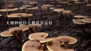 大棚种植什么蘑菇效益好